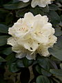 Rhododendron Ehrengold IMG_6588 Różanecznik